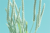 在线短信验证码接收